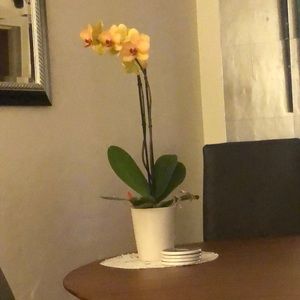 Meet your Posher, Aura